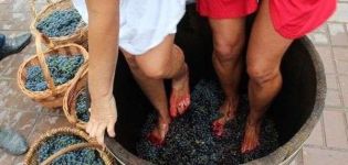 Kako pravilno pritisnuti grožđe na vino kod kuće i stvoriti prešu vlastitim rukama