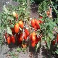 Opis i cechy odmiany pomidora Lel