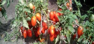 Beschrijving en kenmerken van het tomatenras Lel