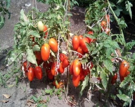 Περιγραφή και χαρακτηριστικά της ποικιλίας ντομάτας Lel
