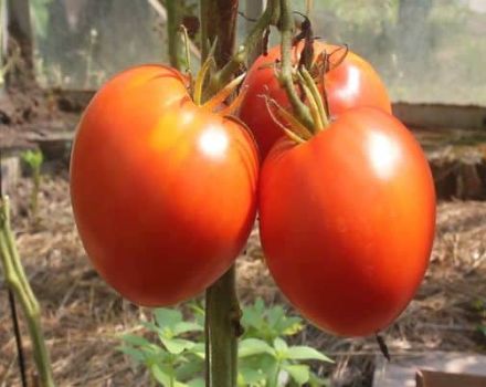 Description of the tomato variety Kangaroo heart, its characteristics and productivity