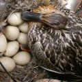 Hoeveel dagen broedt een wilde eend uit en in welke nesten legt hij zijn eieren?