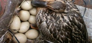 Koľko dní vyliahne divá kačica vajcia a v ktorých hniezdach kladie vajcia