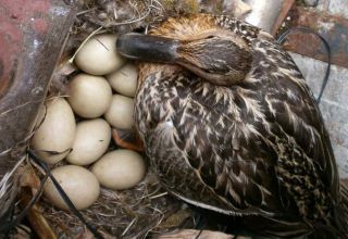 Hány nap alatt vadkacsa kel tojást és melyik fészekben fekszik