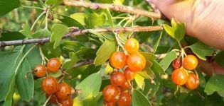 Descripción de variedades de grosellas doradas, plantación, cultivo y cuidado.