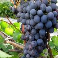 Beskrivelse og egenskaber ved Agat Donskoy-druer, dyrkning og pleje