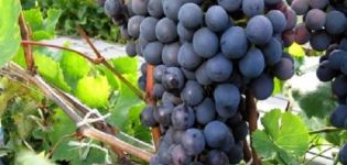 Description et caractéristiques des raisins Agat Donskoy, culture et entretien