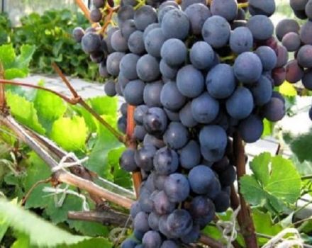 Descripción y características de las uvas Agat Donskoy, cultivo y cuidado.