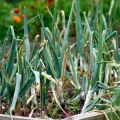 Why did the onion feathers turn white in the garden and what to do?