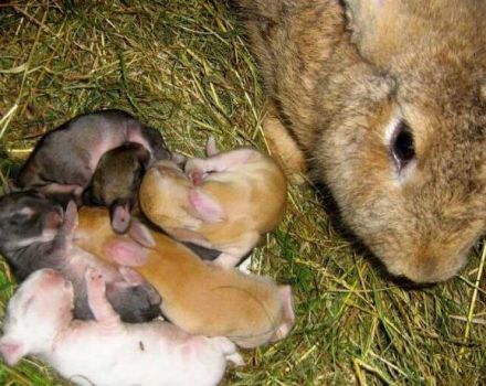 How many times a day does the rabbit feed newborn rabbits and features