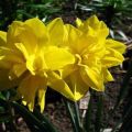 Narcizų veislės Chirfullnes porūšių aprašymas, sodinimo ir priežiūros taisyklės