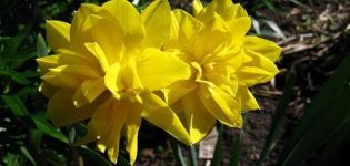 Opis poddruhu odrody Chirfullnes daffodil, pravidiel výsadby a starostlivosti