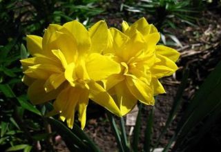 Paglalarawan ng mga subspecies ng iba't-ibang daffodil Chirfullnes, mga patakaran sa pagtatanim at pangangalaga