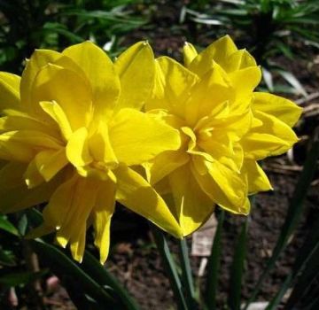 Mô tả các loài phụ của giống hoa thủy tiên vàng Chirfullnes, quy tắc trồng và chăm sóc