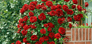 Mô tả về giống Hoa hồng leo Santana, trồng và chăm sóc trên bãi đất trống
