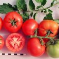 Egenskaber og beskrivelse af Sanka-tomatsorten, dens udbytte og dyrkning