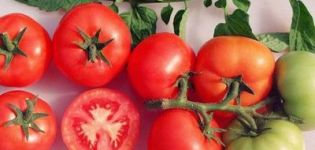 Charakterystyka i opis odmiany pomidora Sanka, plon i uprawa
