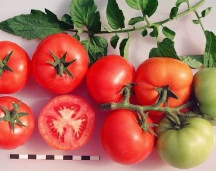 Sanka tomātu šķirnes raksturojums un apraksts, tās raža un audzēšana