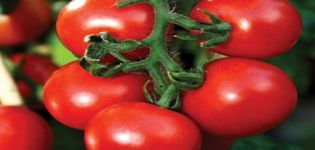 Đặc điểm và mô tả của giống cà chua Overture