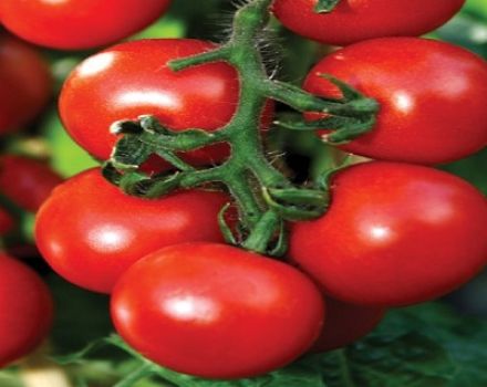 Egenskaber og beskrivelse af tomatsorten Overture
