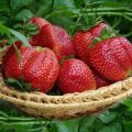 Description and characteristics of strawberries of the Mashenka variety, cultivation and reproduction