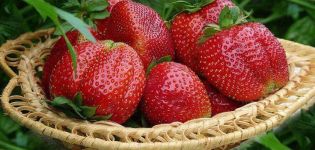 Description and characteristics of strawberries of the Mashenka variety, cultivation and reproduction