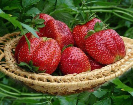 Beskrivelse og karakteristika for jordbær af Mashenka-sorten, dyrkning og reproduktion