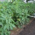 Les meilleures variétés de tomates pour la Transbaïkalie, comment et quand planter des plants et faire pousser
