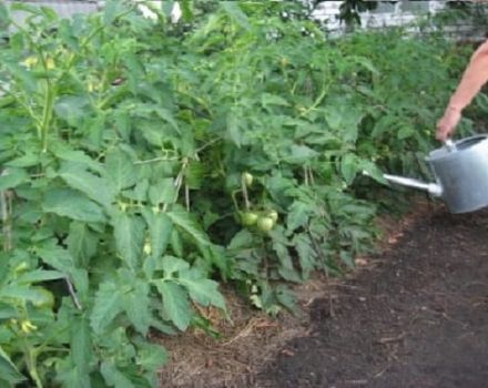 Die besten Tomatensorten für Transbaikalia, wie und wann man Setzlinge pflanzt und wächst