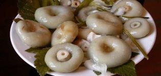 Simple recipes on how to pickle milk mushrooms at home hot and cold