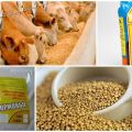 Chemische Zusammensetzung und Anweisungen für die Verwendung von Futterhefe für Rinder
