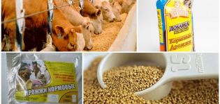 Kemisk sammensætning og instruktioner til anvendelse af fodergær til kvæg