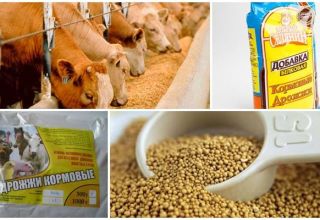 Chemische samenstelling en instructies voor het gebruik van voedergist voor vee