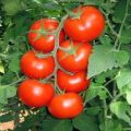 Description and characteristics of the tomato variety General