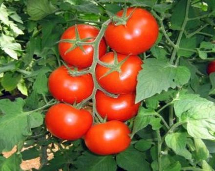 Beschrijving en kenmerken van het tomatenras Algemeen