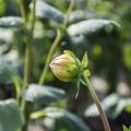 Pourquoi les dahlias peuvent ne pas fleurir et quelles en sont les raisons, que faire et les règles d'entretien des buissons