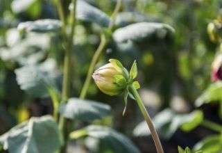 Why dahlias may not bloom and what are the reasons, what to do and the rules for caring for bushes