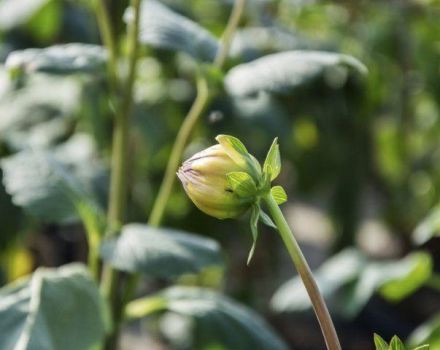 Waarom dahlia's niet bloeien en wat zijn de redenen, wat te doen en de regels voor het verzorgen van struiken