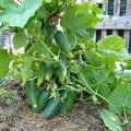 Uzgoj, karakteristike i opis sorti grma krastavca za otvoreno tlo