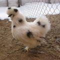 Characteristics and description of the Chinese silk chicken breed, cultivation and maintenance