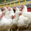 Περιγραφή της φυλής κοτόπουλων κοτόπουλου Cobb 500 και κανόνες για την καλλιέργεια στο σπίτι