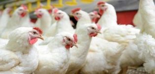 Description of the breed of broiler chickens Cobb 500 and rules for growing at home