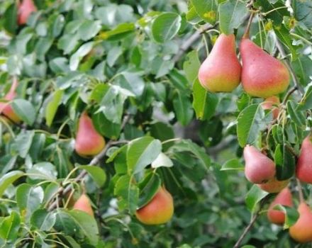 Descripció i característiques de les varietats de pera Abbot Vettel, plantació, cultiu i cura