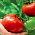 Charakterystyka i opis odmiany pomidora Titan