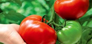 Characteristics and description of the tomato variety Titan