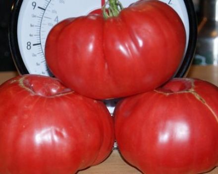 Tomaatti-lajikkeen Stopudovy Siberian sarjan ominaisuudet ja kuvaus