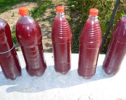 È possibile conservare il vino in bottiglie di plastica, regole e caratteristiche