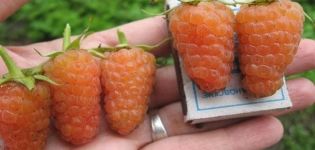Paglalarawan ng mga varieties ng dilaw na raspberry, paglilinang, pangangalaga at mga pamamaraan ng pagpaparami