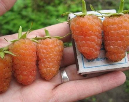 Description of varieties of yellow raspberries, cultivation, care and methods of reproduction