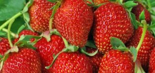 Beskrivelse og karakteristika for jordbær af sorten Albion, dyrkning og pleje